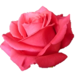Pink Floyd Roses d'Equateur Ethiflora